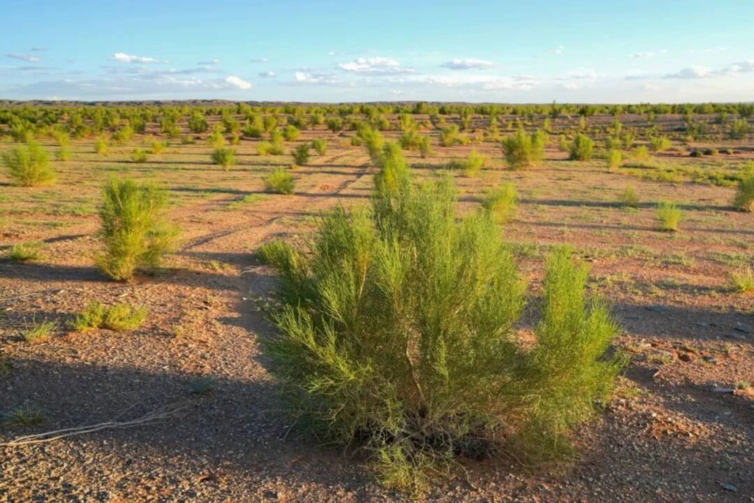 公益|見證十年綠色奇跡!三棵樹專屬梭梭苗即將上線-會員動態(tài)-資訊-中國涂料工業(yè)協(xié)會官網(wǎng)